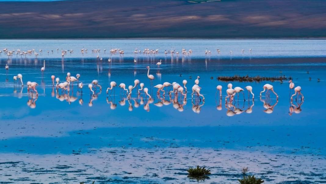 Konya'da nefes kesen doğa şöleni: Flamingolar büyüledi 5